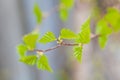 Young birch leaves