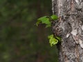 Young birch leaves on an old tree in the spring. Awakening of nature Royalty Free Stock Photo