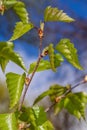 Young birch leaves. Spring Royalty Free Stock Photo