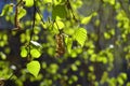 Young birch leaves in spring Royalty Free Stock Photo