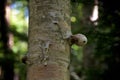 Young birch polypore mushroom growing on tree in forest