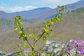 Young birch on rock 1