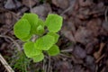 Young birch sprout close-up, forest planting, tree conservation Royalty Free Stock Photo