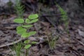 Young birch sprout close-up, forest planting, tree conservation Royalty Free Stock Photo
