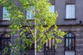 Birch tree in the city, nature in urban environment