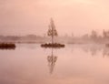 Young birch tree on island in middle of swamp lake. Purple morning with peaceful water Royalty Free Stock Photo