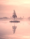 Young birch tree on island in middle of swamp lake. Purple morning with peaceful water Royalty Free Stock Photo