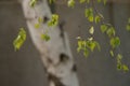 Young birch tree leaves on the branch, natural blurred background with white trunk Royalty Free Stock Photo