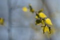 Young birch tree leaves on the branch, natural blurred background Royalty Free Stock Photo