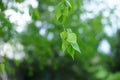 Young birch tree leaves on the branches closeup. Spring garden. Selective focus. Natural background Royalty Free Stock Photo