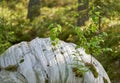 Young birch tree seedling growing through plastic Royalty Free Stock Photo