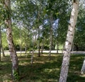 Young birch trees with beautiful bark