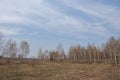 Young birch trees at the edge of a field Royalty Free Stock Photo