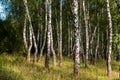 Young birch trees in a grove
