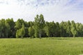 Young birch trees on a meadow at the edge of the forest clear Sunny morning. Royalty Free Stock Photo