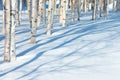 Young birch trees in the park