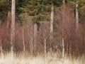 Young Birch Trees with Pines