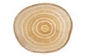 Cross section of a birch wood trunck