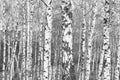 Young birches with black and white birch bark in spring in birch grove