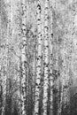 Young birches with black and white birch bark in spring
