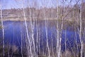 Young birches at the blue lake in the forest