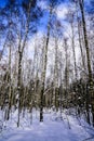 Young birches in a forest park on a sunny winter frosty day against a blue sky. Russia Royalty Free Stock Photo