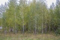 Young birches on a glade Royalty Free Stock Photo