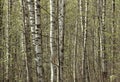 Young birches in the grove in spring