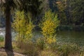 Young birches with yellow leaves in the background light of the river Royalty Free Stock Photo