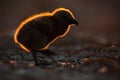 Young bird with beautiful back light light during sunset. Evening wildlife scene. Brown skua, Catharacta antarctica, water bird si