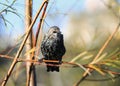 Young bird black Starling flew on a branch in the Park in early Royalty Free Stock Photo