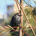 Young bird Starling flew on a branch in the Park in early spri