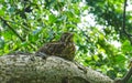 A young bird the blackbird sits on a tree Royalty Free Stock Photo