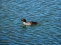 Young bird Canvasback duck on a blue water