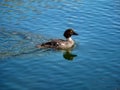 Young bird Canvasback duck on a blue water