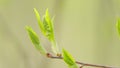 Young bird cherry tree bud, prunus padus in spring. Hackberry tree branch. Close up.