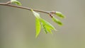 Young bird cherry tree bud, prunus padus in spring. Hackberry tree branch. Close up.