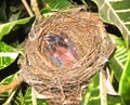 Young bird, a few days old chick starting to grow his/her wings. Royalty Free Stock Photo