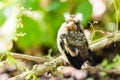 Young bird of the cuckoo