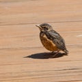 Young bird on deck Royalty Free Stock Photo