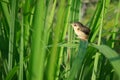 Young Bird on lemongrass