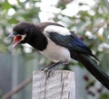 The young bird, magpie