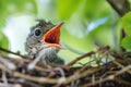 Young bird in nest with open mouth waiting to be fed