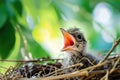 Young bird in nest with open mouth waiting to be fed