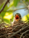 Young bird in nest with open mouth waiting to be fed