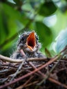 Young bird in nest with open mouth waiting to be fed