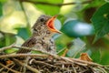 Young bird in nest with open mouth waiting to be fed