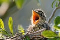 Young bird in nest with open mouth waiting to be fed