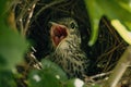 Young bird in nest with open mouth waiting to be fed