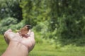 Young Bird Nestling House Sparrow Chick Royalty Free Stock Photo